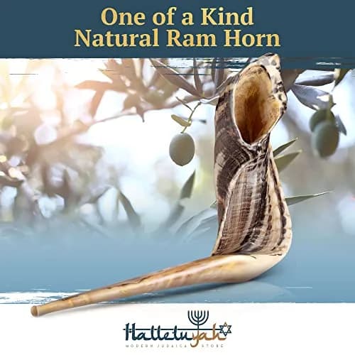 HalleluYAH 16"-18" Ram Horn Shofar (440 g) | Authentic Kosher Sounding Instrument thumbnail 2
