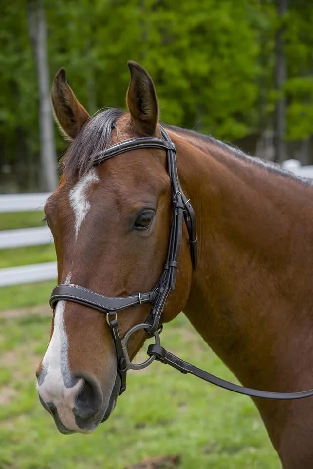 Henri de Rivel Pro Anatomical Bridle - Havana - Oversize | Anatomically Shaped Horse Bridle for Comfort & Focus - main product image