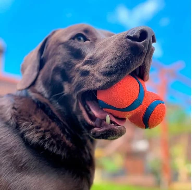 Chuckit! Ultra Tumbler Dog Fetch Toy, 6 inches (15.2 cm) | Erratic Tumbling Action for Dogs - view 2