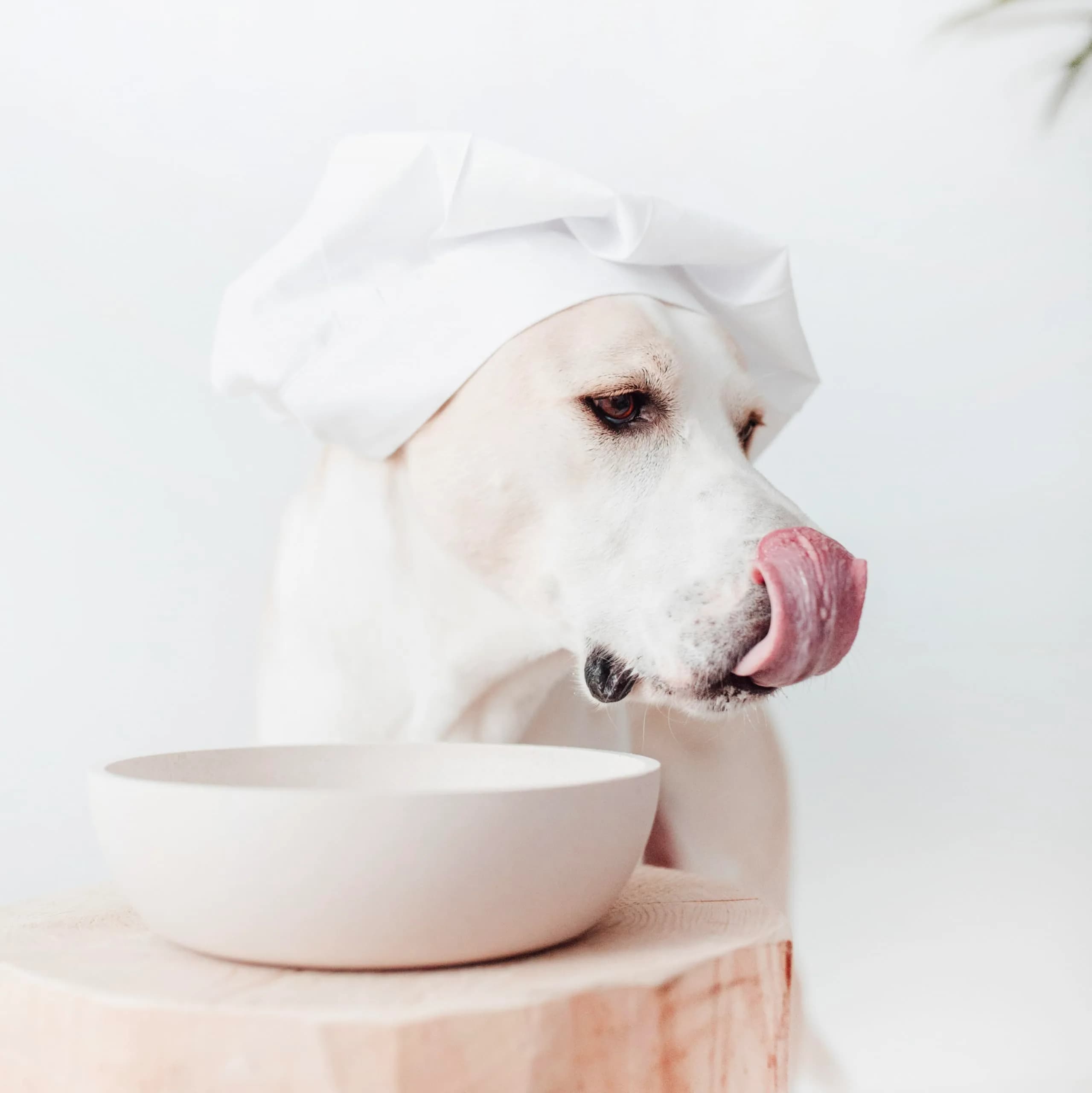 District 70 Bamboo Dog Bowl Medium Merengue 1000ml (33.8 Fl Oz) | Non-Slip Base for Dogs - view 4