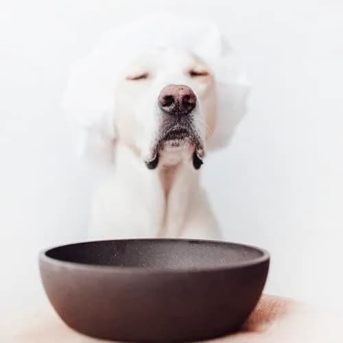 District 70 Bamboo Dog Bowl Small Dark Grey 570ml (20 Fl Oz) | Non-Slip Base for Eager Eaters thumbnail 5