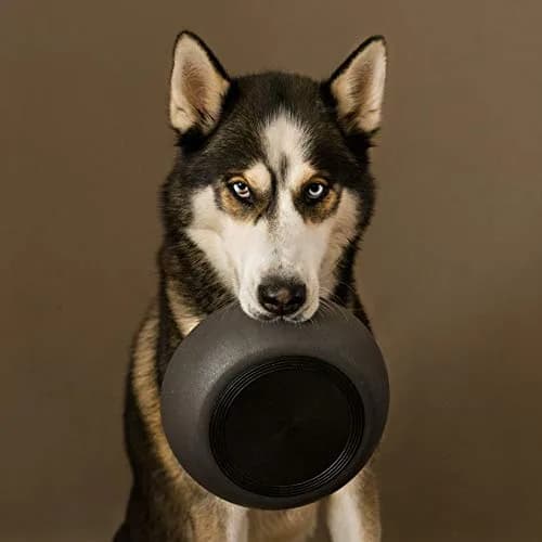 District 70 Bamboo Dog Bowl Small Dark Grey 570ml (20 Fl Oz) | Non-Slip Base for Eager Eaters thumbnail 6