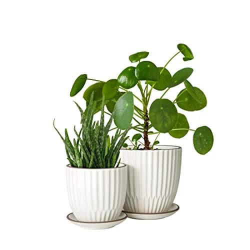 D'vine Dev 2-Pack Stoneware Planter Pots, 4.5 in & 5.8 in, Ivory | Modern Ribbed Ceramic Indoor Planters thumbnail 8