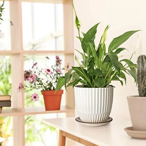 D'vine Dev 2-Pack Stoneware Planter Pots, 4.5 in & 5.8 in, Ivory | Modern Ribbed Ceramic Indoor Planters thumbnail 2