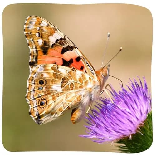 Insect Lore Butterfly Garden with 10 Live Baby Caterpillars & STEM Journal | 29.1 cm (12 inch) Habitat thumbnail 4