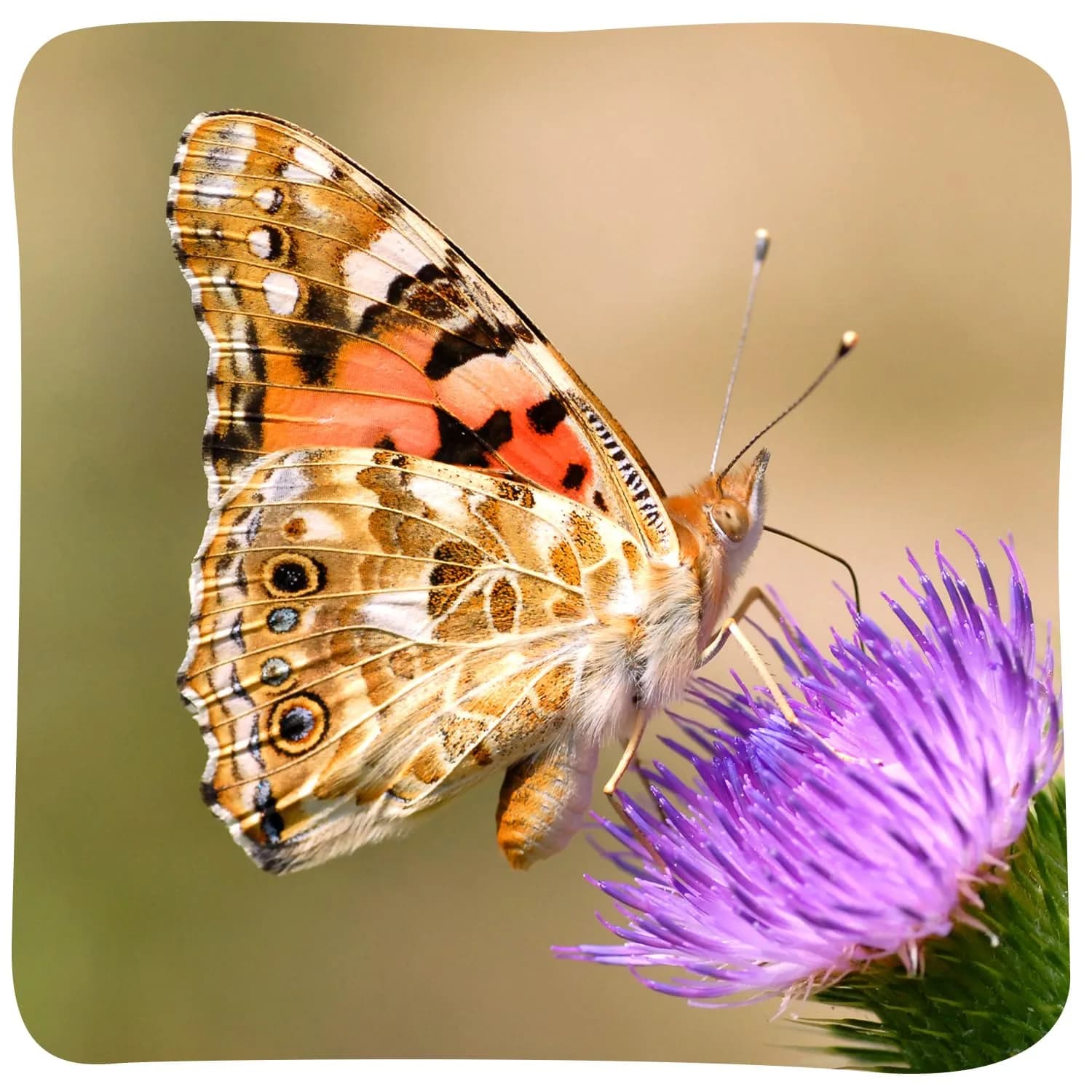 Insect Lore Butterfly Garden with 10 Live Baby Caterpillars & STEM Journal | Raise and Release Painted Lady Butterflies - view 4