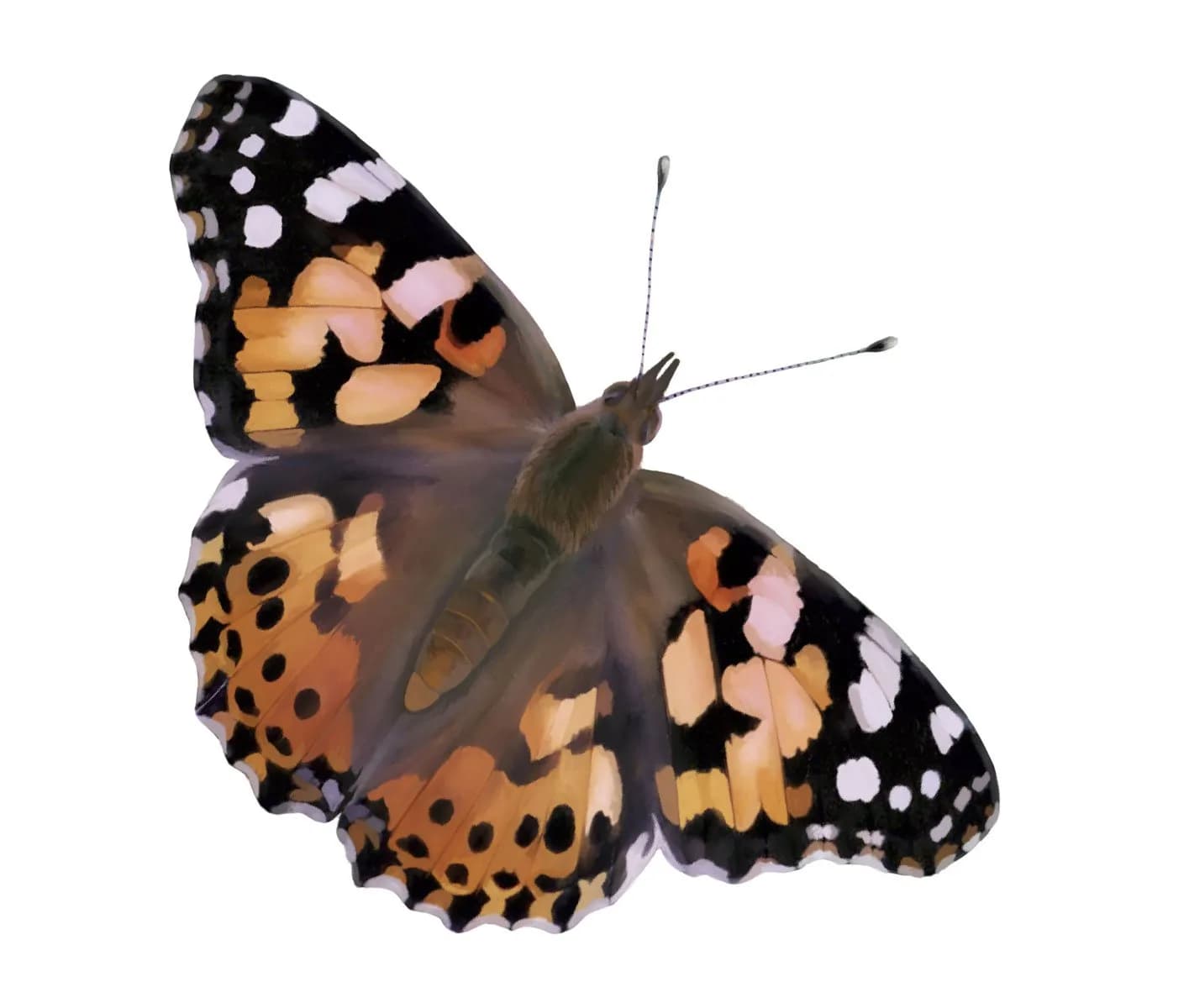 Insect Lore Live Caterpillars Refill Kit | Raise Painted Lady Butterflies (10 Count) - view 5