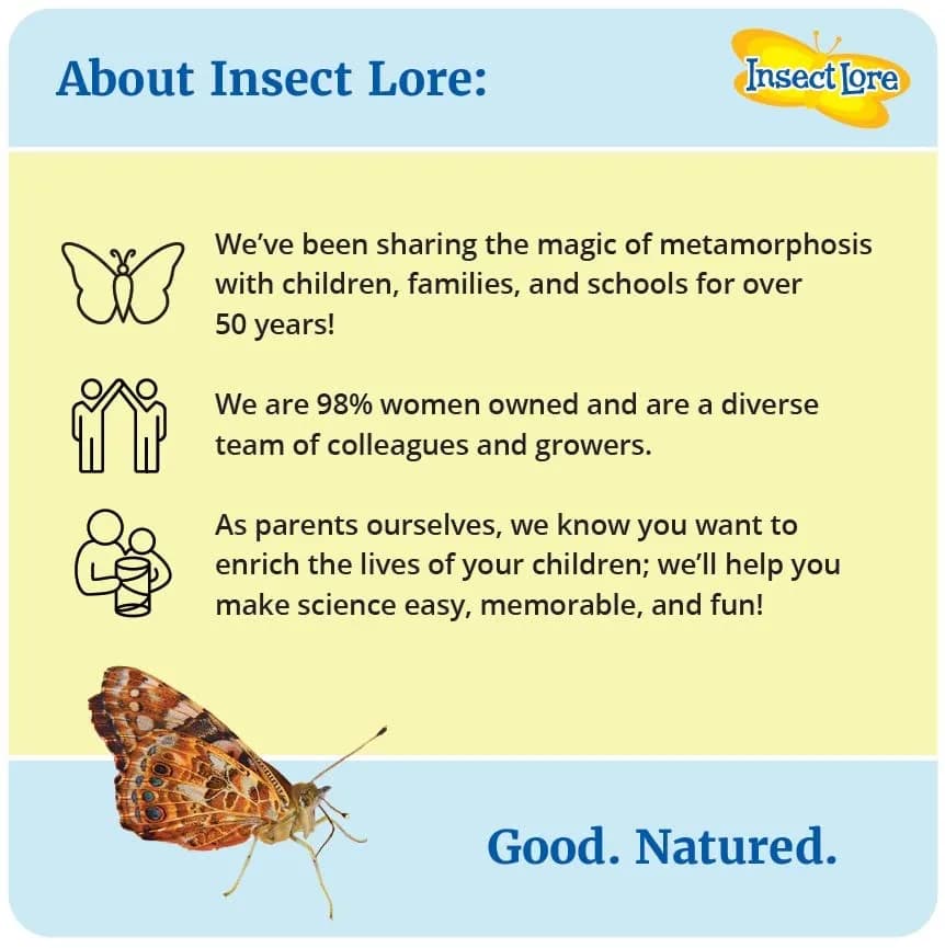 Insect Lore Live Caterpillars Refill Kit | Raise Painted Lady Butterflies (10 Count) - view 8