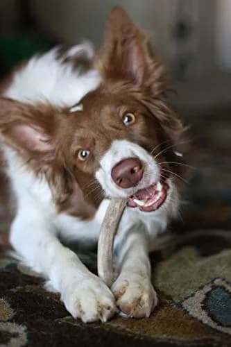 hotspot pets Antlers for Dogs 1 Count (Pack of 1) | Naturally Shed Elk Antler Chew for Aggressive Chewers thumbnail 6