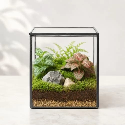 libproqia Small Square Glass Terrarium with Lid 10.9cm (4.3 Inch) | Mini Fairy Garden Display Case thumbnail 1