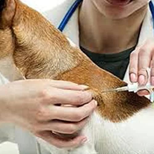 Yanzeo Pet Microchip 134.2khz FDX-B/ISO11784/ISO11785 Animal Implant Chip 2.12x12mm | Lifetime Registration thumbnail 3