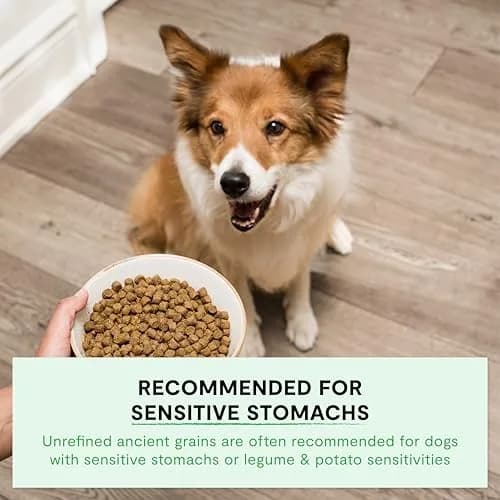 Open Farm Ancient Grains Dry Dog Food, Farmer's Table Pork Kibble, 1.81kg (4lb) | Grain-Inclusive, Sensitive Stomach Support thumbnail 4