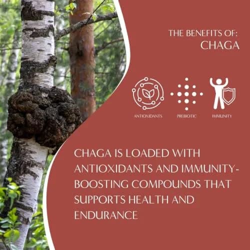 Teeccino Chaga Ashwagandha Tea - Butterscotch Cream - 10 TeaBags - Organic Mushroom Adaptogenic Herbal Tea, 3x More Herbs than Regular Tea Bags, Prebiotic, Caffeine Free, Gluten Free thumbnail 5