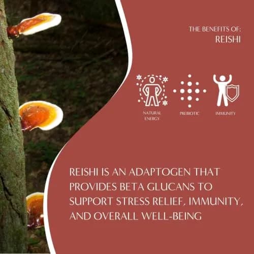 Teeccino Reishi Eleuthero Tea - French Roast - 10 TeaBags | Organic Mushroom Adaptogenic Herbal Tea, Caffeine Free, Chicory Prebiotic thumbnail 5