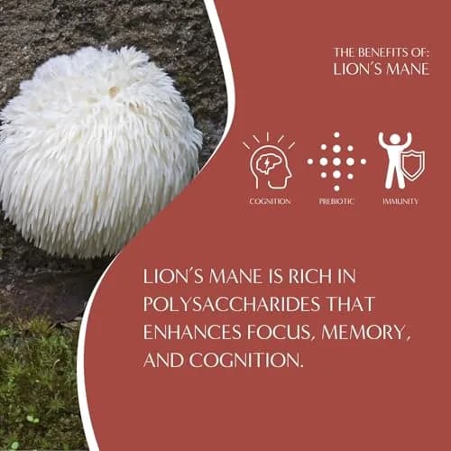 Teeccino Caffeine-Free Mushroom Adaptogenic Herbal Tea - 10 Tea Bags | Lion’s Mane Rhodiola Rose, Lightly Sweet from Dates & Figs thumbnail 5