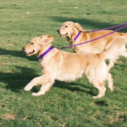 Taglory Double Dog Leash Coupler for Two Dogs, 76.2 cm (30 Inch) Purple | Tangle-Free Walks for Small to Medium Dogs thumbnail 7