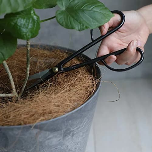 Wazakura Twig Bonsai Scissors 210mm (8.26 in) | Handforged Japanese Garden Tools thumbnail 4