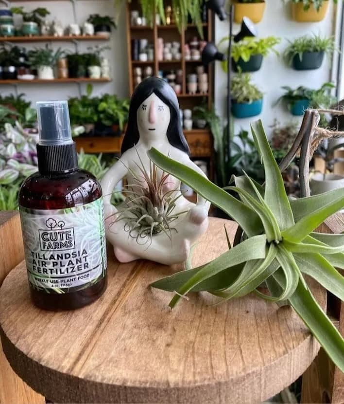 Cute Farms Air Plant Fertilizer Spray 118ml (4 fl oz) | Gentle Weekly Formula for Tillandsia thumbnail 5