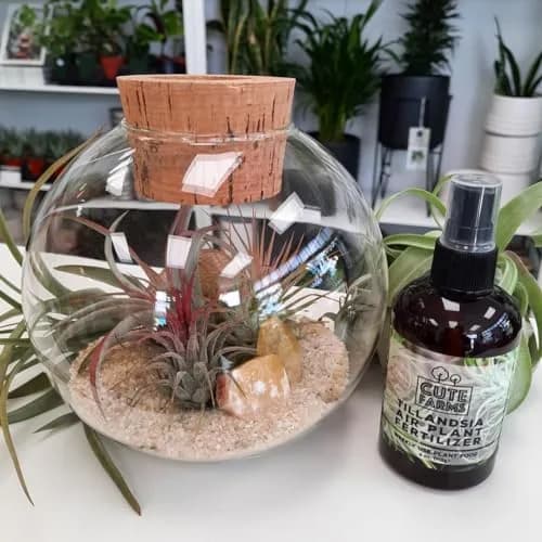 Cute Farms Air Plant Fertilizer Spray 118ml (4 fl oz) | Gentle Weekly Formula for Tillandsia thumbnail 6