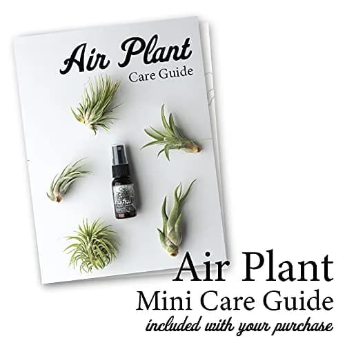 Cute Farms Air Plant Fertilizer Spray 118ml (4 fl oz) | Gentle Weekly Formula for Tillandsia thumbnail 3