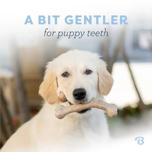 Benebone Puppy Wishbone Dog Chew Toy with Real Bacon Flavor, Medium | Durable Nylon Chew for Gentle Chewers thumbnail 2