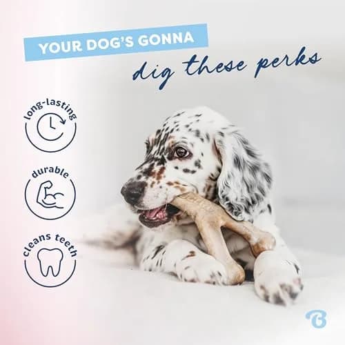 Benebone Puppy Wishbone Dog Chew Toy with Real Bacon Flavor, Medium | Durable Nylon Chew for Gentle Chewers thumbnail 3