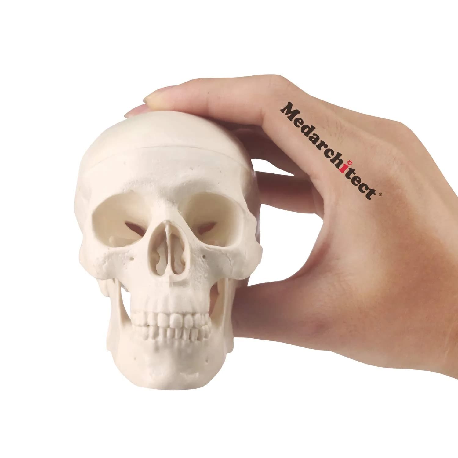 Medarchitect Mini Human Skull Anatomy Model, Mini Skull | Realistic Bone Texture & Disassemblable