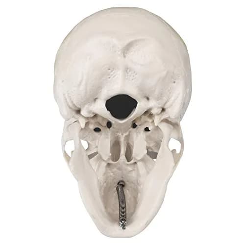 Medarchitect Mini Human Skull Anatomy Model, Mini Skull | Realistic Bone Texture & Disassemblable thumbnail 5