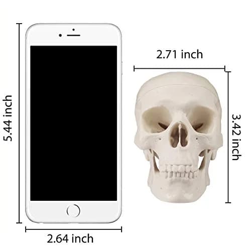 Medarchitect Mini Human Skull Anatomy Model, Mini Skull | Realistic Bone Texture & Disassemblable thumbnail 6