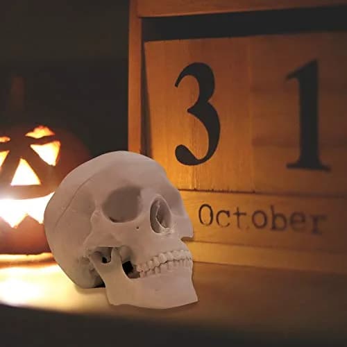 Medarchitect Mini Human Skull Anatomy Model, Mini Skull | Realistic Bone Texture & Disassemblable thumbnail 7