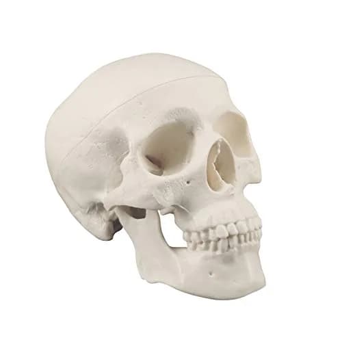 Medarchitect Mini Human Skull Anatomy Model, Mini Skull | Realistic Bone Texture & Disassemblable thumbnail 2