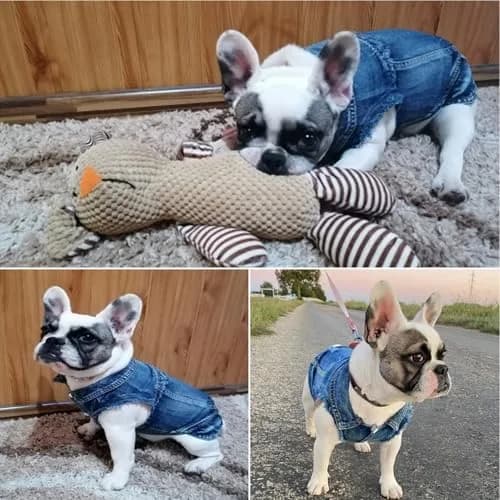 Brocarp Dog Jeans Jacket Pet Denim Vest for Small Dogs & Puppies | Four-Season Comfort & Style thumbnail 5