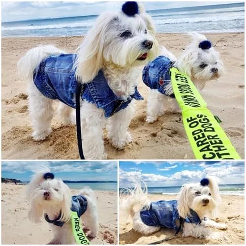 Brocarp Dog Jeans Jacket Pet Denim Vest for Small Dogs & Puppies | Four-Season Comfort & Style thumbnail 7