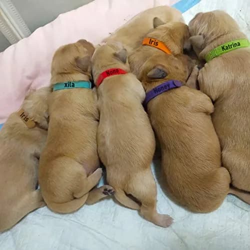 FEBSNOW Puppy Whelping Collars 15 Pcs - 15 Colors | Adjustable Soft Fleece ID Bands for Newborn Pets thumbnail 7