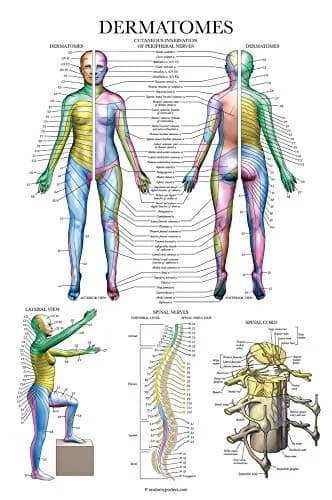 Palace Learning Dermatomes & Nervous System Anatomical Chart - Laminated 18" x 24" | Tear Resistant Anatomy Poster thumbnail 1