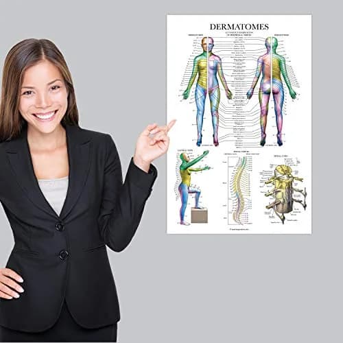 Palace Learning Dermatomes & Nervous System Anatomical Chart - Laminated 18" x 24" | Tear Resistant Anatomy Poster thumbnail 4
