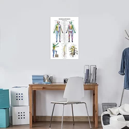 Palace Learning Dermatomes & Nervous System Anatomical Chart - Laminated 18" x 24" | Tear Resistant Anatomy Poster thumbnail 5
