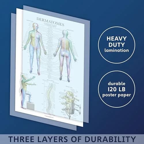 Palace Learning Dermatomes & Nervous System Anatomical Chart - Laminated 18" x 24" | Tear Resistant Anatomy Poster thumbnail 3