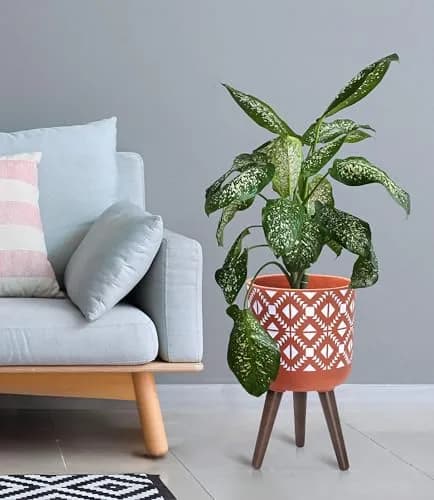 D'vine Dev Planter Pot with Wood Stand, 10 in, Terracotta/White | Mid-Century Modern Indoor Plant Display thumbnail 6