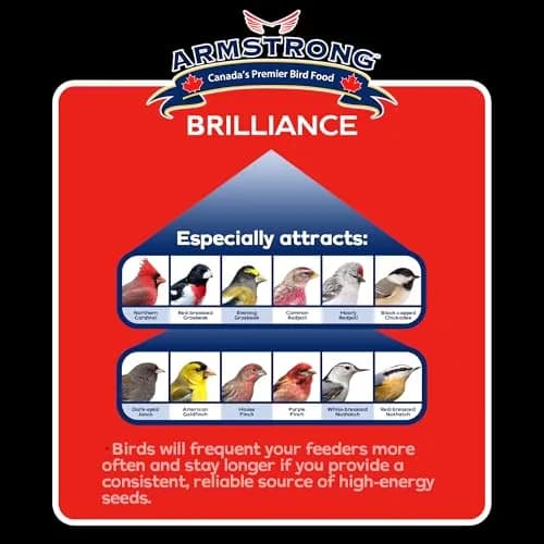 Armstrong Bird Food Royal Jubilee Brilliance Blend 4 lbs | Premium Wild Bird Seed for Northern Cardinals & Songbirds thumbnail 3