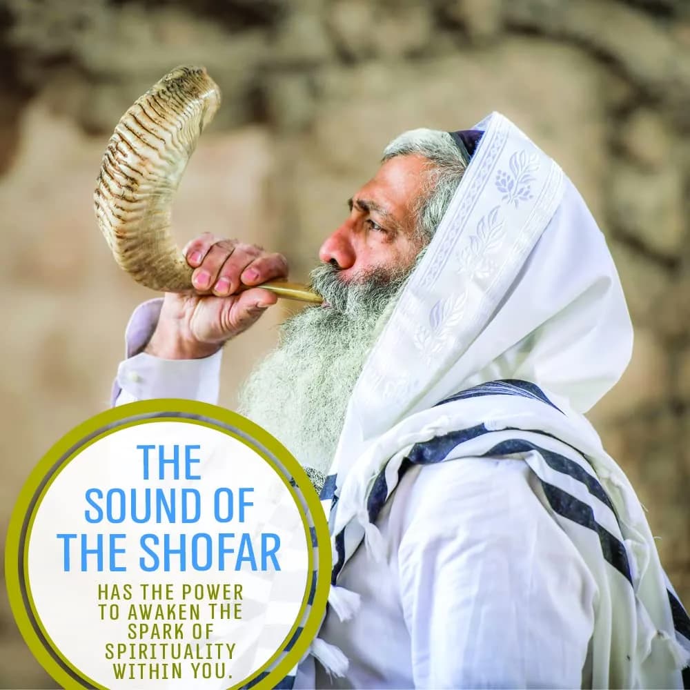 Holy Voice Kosher Ram Shofar Horn 35-40cm (14"-16") | Half Polished Traditional Jewish Musical Instrument - view 6