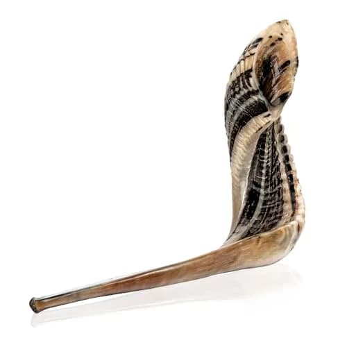 Holy Voice Kosher Ram Shofar Horn 35-40cm (14"-16") | Half Polished Traditional Jewish Musical Instrument thumbnail 1