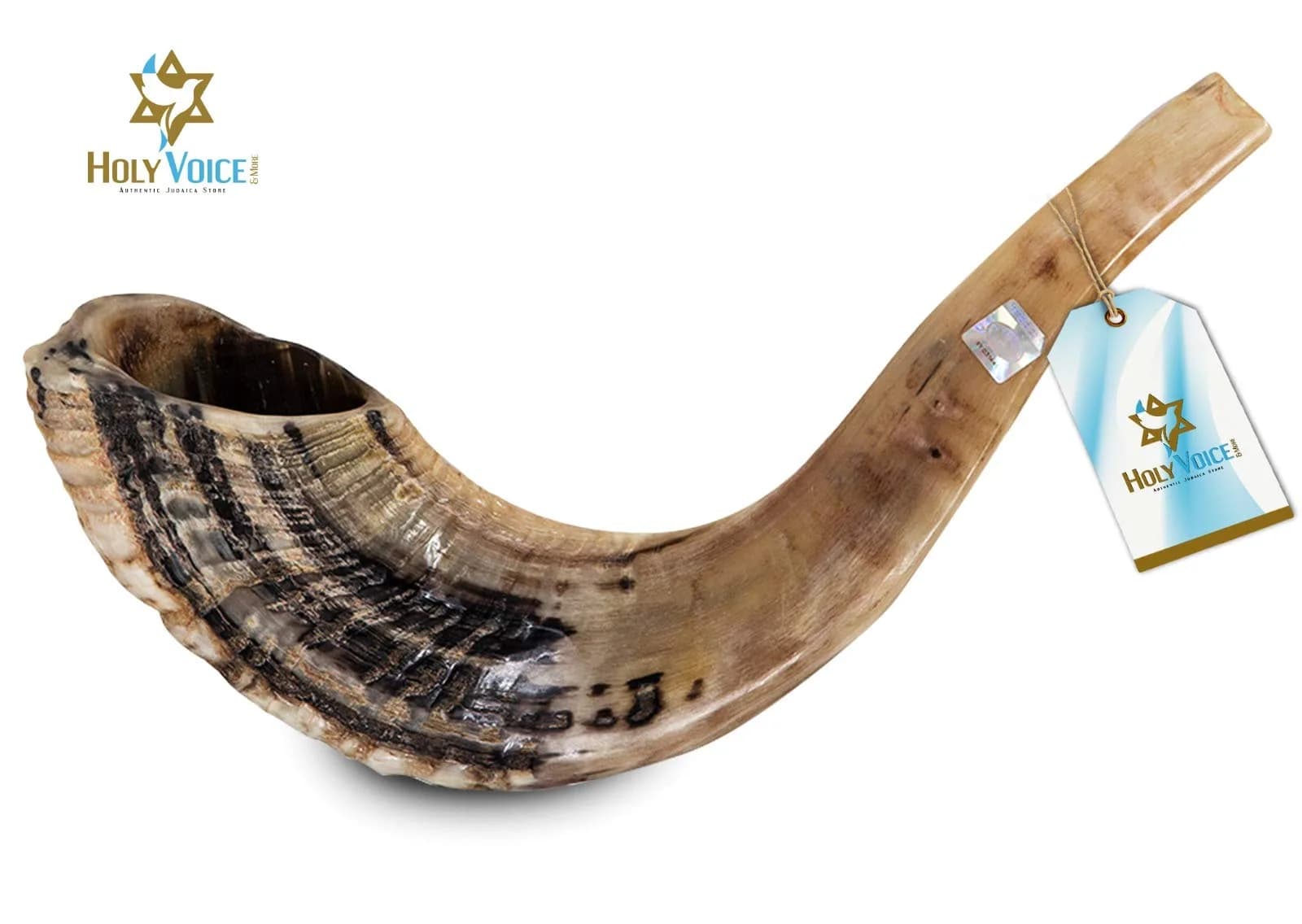 Holy Voice Kosher Ram Shofar Horn 35-40cm (14"-16") | Half Polished Traditional Jewish Musical Instrument - view 2