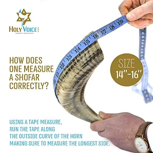 Holy Voice Kosher Ram Shofar Horn 35-40cm (14"-16") | Half Polished Traditional Jewish Musical Instrument thumbnail 3
