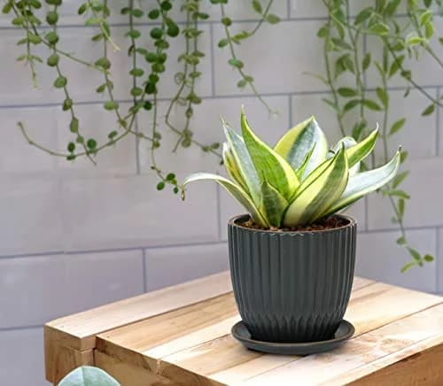 D'vine Dev 2-Pack Stoneware Planter Pots, 4.5/5.8 in, Charcoal Grey | Modern Ribbed Ceramic Indoor Planters thumbnail 5