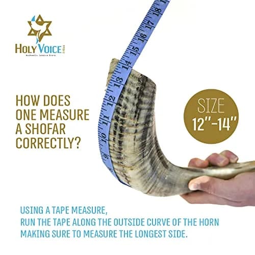 Holy Voice Ram Shofar Horn 30-35cm (12"-14") | Authentic Jewish Musical Instrument thumbnail 3