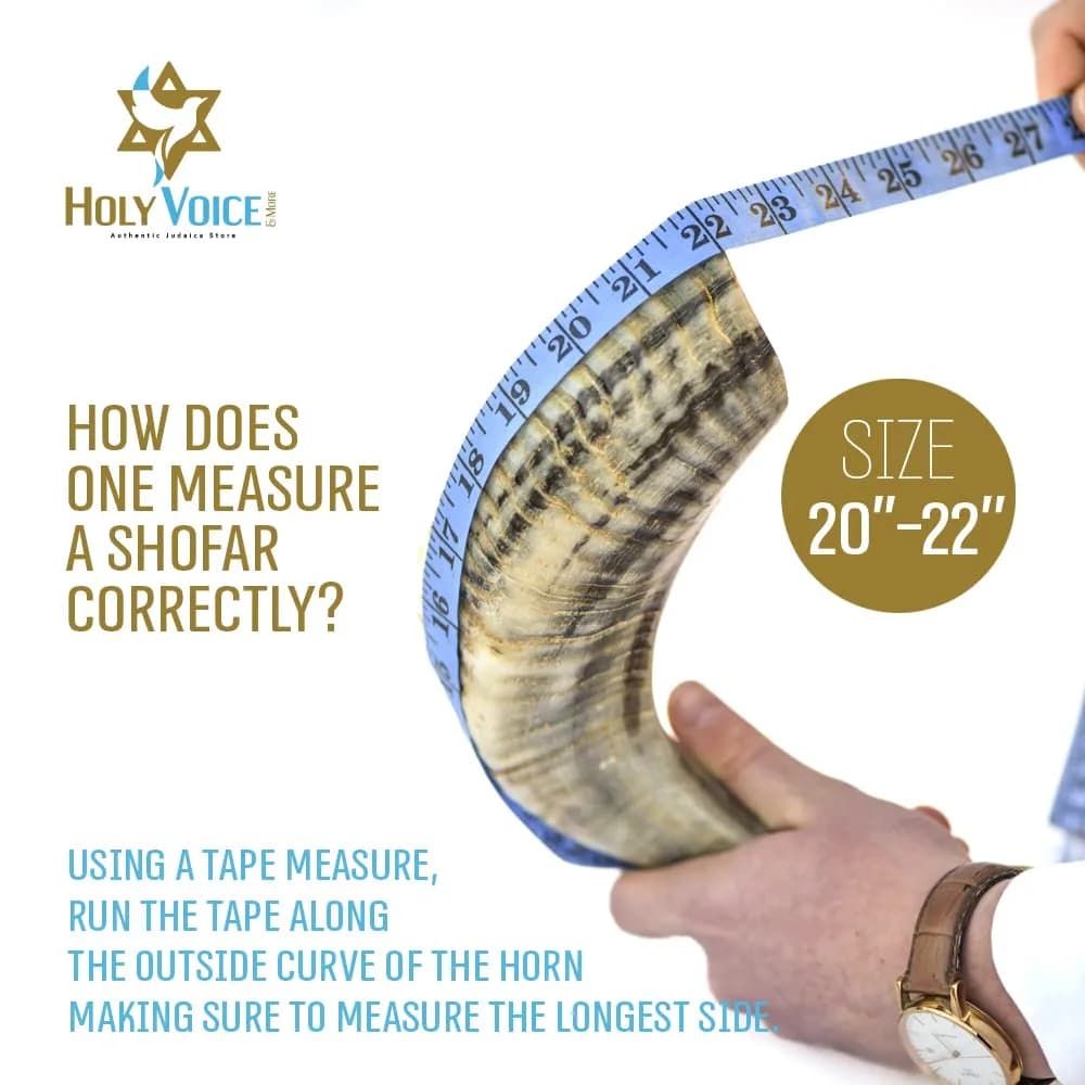 Holy Voice Kosher Ram Shofar Horn 50cm-55cm (20"-22") | Authentic Jewish Musical Instrument from Israel - view 5