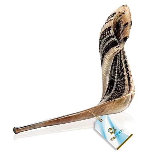Holy Voice Kosher Ram Shofar Horn 50cm-55cm (20"-22") | Authentic Jewish Musical Instrument from Israel thumbnail 8