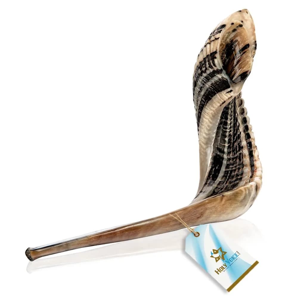 Holy Voice Kosher Ram Shofar Horn 55-60cm (22"-24") | Authentic Jewish Musical Instrument - view 8