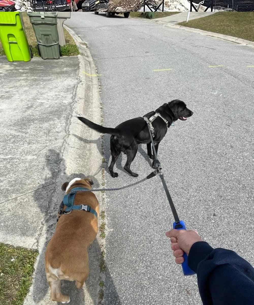 Mycicy Heavy Duty Double Dog Leash Coupler for Two Large Dogs | Tangle-Free 33" Extension - view 6